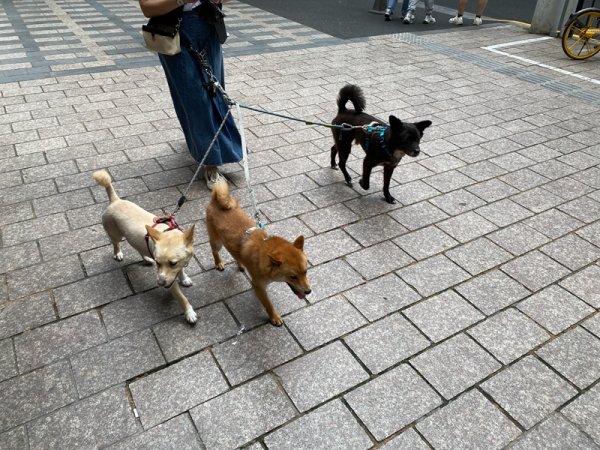 热丰网 参与打造现代都市，狗为何能在城市“找到工作”？